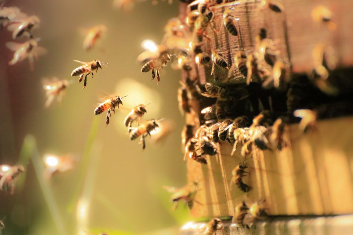 Sauvagarder les abeilles