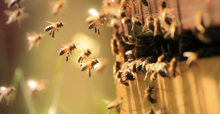 Sauvagarder les abeilles
